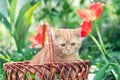Cute ginger kitten sitting in a basket Royalty Free Stock Photo