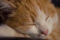 Cute ginger kitten sleep, closeup cat face portrait Royalty Free Stock Photo