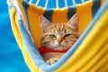 Cute ginger kitten sleeping in a hammock. International cat day. Generative AI Royalty Free Stock Photo