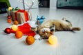 Cute ginger kitten sleeping with its paws up, on Santa Claus`s hat among new year`s decorations, close up. Christmas preparing