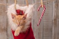 Cute ginger kitten sleeping in santa hat among christmas decorations hanging on a rope