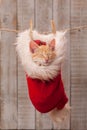 Cute ginger kitten sleeping in santa hat part of the christmas decoration