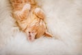 Cute, Ginger kitten is sleeping and smiling on a fur blanket. Concept cozy Hyugge and good morning.