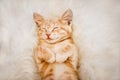 Cute, Ginger kitten is sleeping and smiling on a fur blanket. Concept cozy Hyugge and good morning.