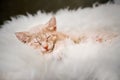 Cute, Ginger kitten is sleeping and smiling on a fur blanket. Concept cozy Hyugge and good morning.