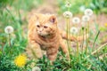 Cute ginger kitten walks on a dandelion lawn