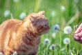 Cute ginger kitten walks on a dandelion lawn