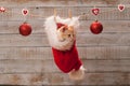 Cute ginger kitten watching the christmas preparations sitting in a santa hat xmas decoration