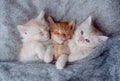 Cute Ginger Kittens Sleeping on a fur Blanket. Concept of Happy Adorable Cat Pets