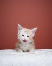 Cute Ginger Maine Coon Kitten Meowing Portrait