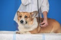 ginger puppy dog Corgi lies on the table have doctor veterinarian in clinic during exploring and vaccination