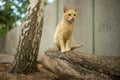 Cute ginger sitting in the summer garden on the tree trunk