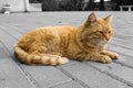 A cute ginger stray cat is resting. bleached background