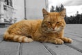 A cute ginger stray cat is resting. bleached background