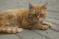 A cute ginger stray cat is resting