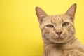 Cute Ginger tabby cat on yellow background Royalty Free Stock Photo