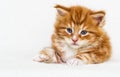 cute ginger tabby kitten Royalty Free Stock Photo