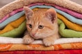 Cute ginger tabby kitten looking from beneath a colorful towel heap Royalty Free Stock Photo