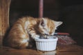 Cute ginger tabby striped kitten with blue eyes eating at home Royalty Free Stock Photo