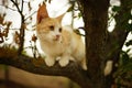 Cute ginger white cat play on a tree. Portrait of an domestic cat Royalty Free Stock Photo