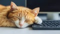 Cute ginger and white cat sleeping on a computer keyboard, enjoying a peaceful nap in a home office setting Royalty Free Stock Photo