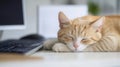 Cute ginger and white cat sleeping on a computer keyboard, enjoying a peaceful nap in a home office setting Royalty Free Stock Photo