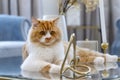 Cute ginger with white chest cat sitting proudly on the glass table in the living room at home