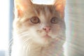 Cute ginger white kitten, close up face Royalty Free Stock Photo