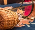 Cute ginger-white kitten looks out from behind the basket. Little cat playing with basket on carpet Royalty Free Stock Photo