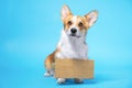 Cute welsh corgi Pembroke dog standing on bright blue background with empty cardboard on its neck, copy space for ane text.