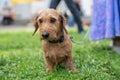 Cute ginger wire-haired dachshund plaintively looks to something, standing close to owner on green lawn, on a leash. Adorable dog