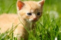 Cute gingery kitten Royalty Free Stock Photo