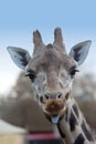 Cute giraffe Royalty Free Stock Photo