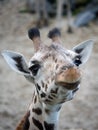 Cute giraffe