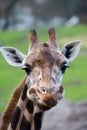 Cute giraffe