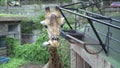 Cute Giraffe.The concept of animals in the zoo.