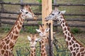 Cute giraffe family. Two adult giraffes and their two giraffe cubs.