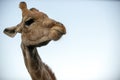 cute giraffe head during safari