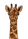 Cute Giraffe head on white, vector illustration Royalty Free Stock Photo