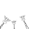 Cute giraffe heads peek out on a white background. Vector cartoon illustration. Royalty Free Stock Photo