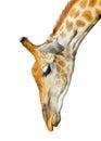Cute Giraffe Isolated On White Background. Funny Giraffe Head Isolated. The Giraffe Is Tallest And Largest Living Animal In Zoo.