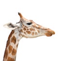 Cute Giraffe Isolated On White Background. Funny Giraffe Head Isolated. The Giraffe Is Tallest And Largest Living Animal In Zoo.