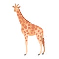 Cute giraffe isolated on white background. Gorgeous herbivorous exotic African animal. Stunning wild species of Africa