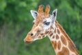 Cute giraffe portrait. Close up photography Royalty Free Stock Photo