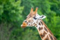 Cute giraffe portrait. Close up photography Royalty Free Stock Photo