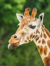 Cute giraffe portrait with tongue lolling out Royalty Free Stock Photo