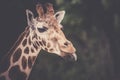 Cute giraffe portrait with tongue lolling out Royalty Free Stock Photo