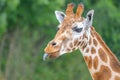 Cute giraffe portrait with tongue lolling out Royalty Free Stock Photo