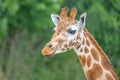 Cute giraffe portrait. Close up photography Royalty Free Stock Photo