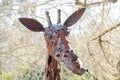 Cute Giraffe statue in the zoo